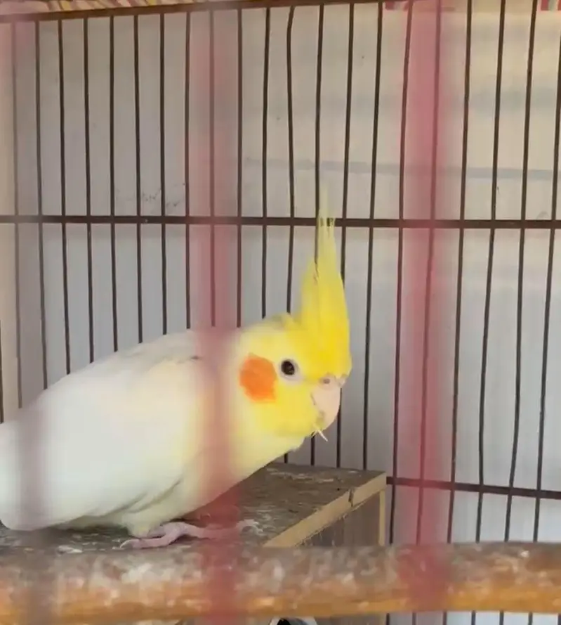 Cream Cockatiel Adult Males — photo 3