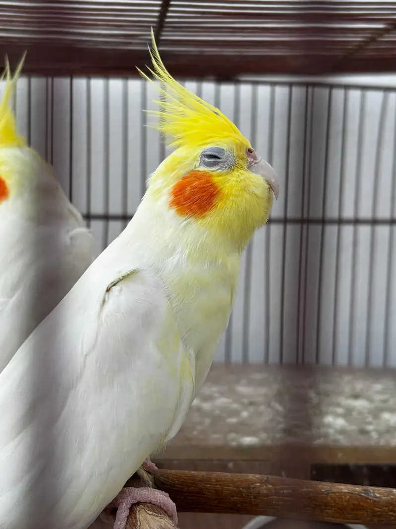 Cream Cockatiel Adult Males — photo 4