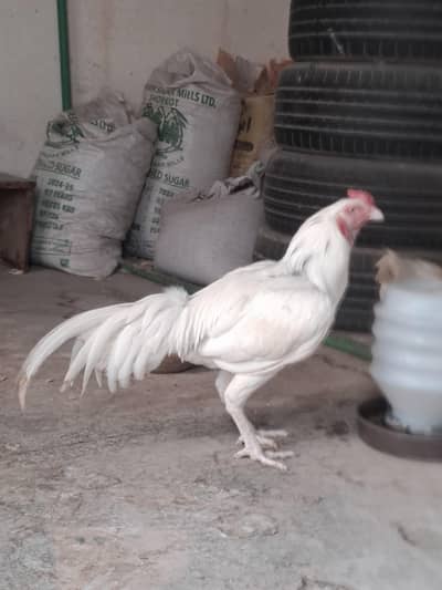 white Heera Qualited Male For Sale.