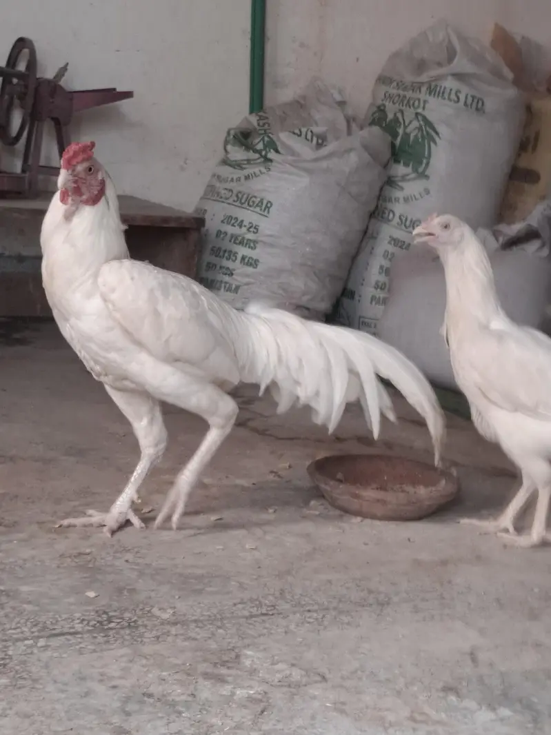 white Heera Qualited Male For Sale. — photo 2