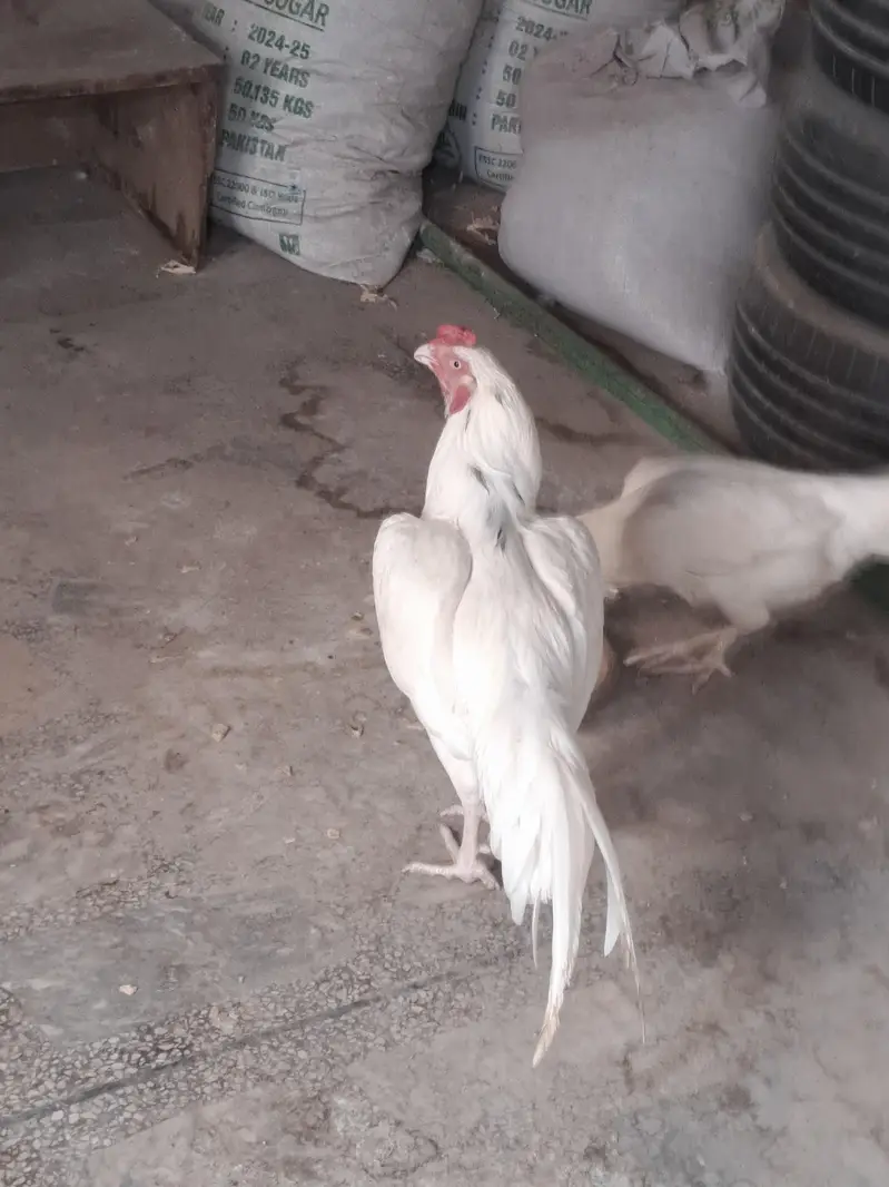 white Heera Qualited Male For Sale. — photo 3