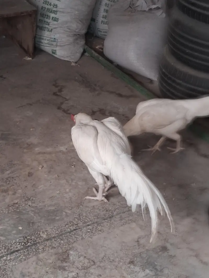 white Heera Qualited Male For Sale. — photo 4