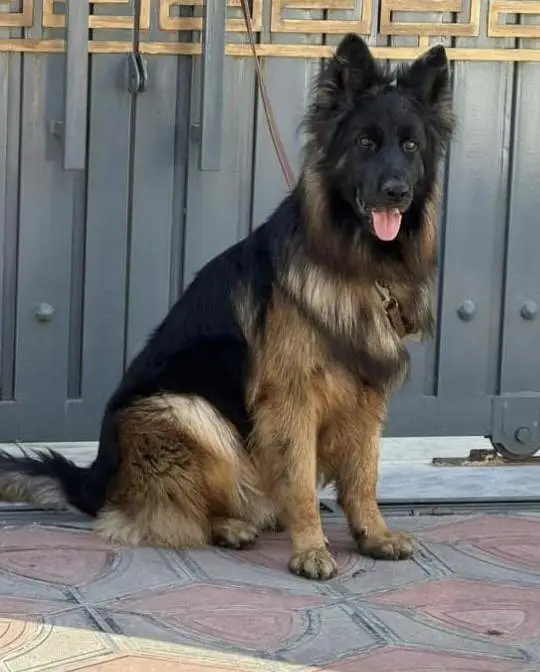 German Shepherd Male Dog Urgent For Sale/ __03369794037 — photo 4