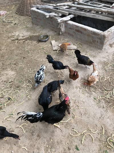 4 Desi murgian or 3 pure Aseel high quality wali murgian for sale
