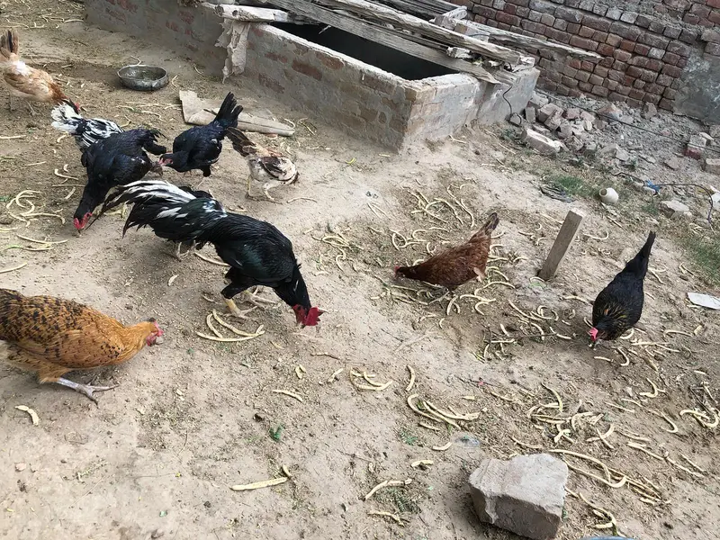 4 Desi murgian or 3 pure Aseel high quality wali murgian for sale — photo 2