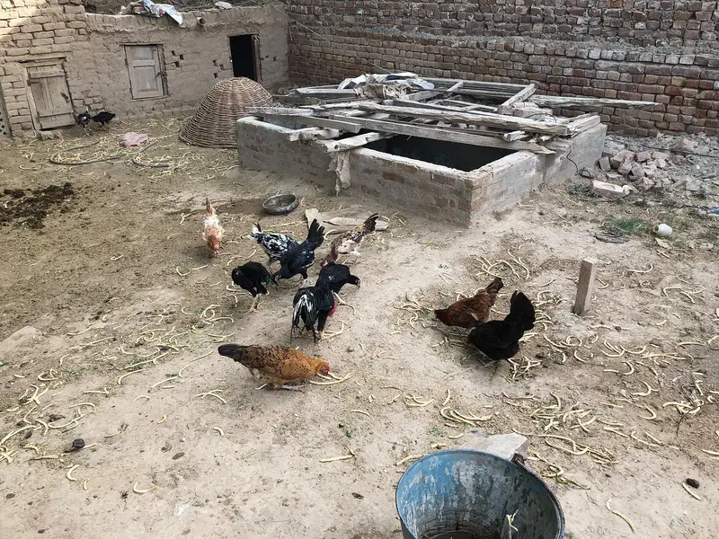 4 Desi murgian or 3 pure Aseel high quality wali murgian for sale — photo 3