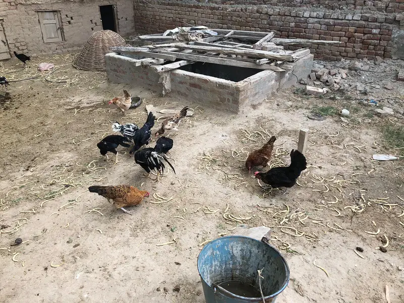 4 Desi murgian or 3 pure Aseel high quality wali murgian for sale — photo 4