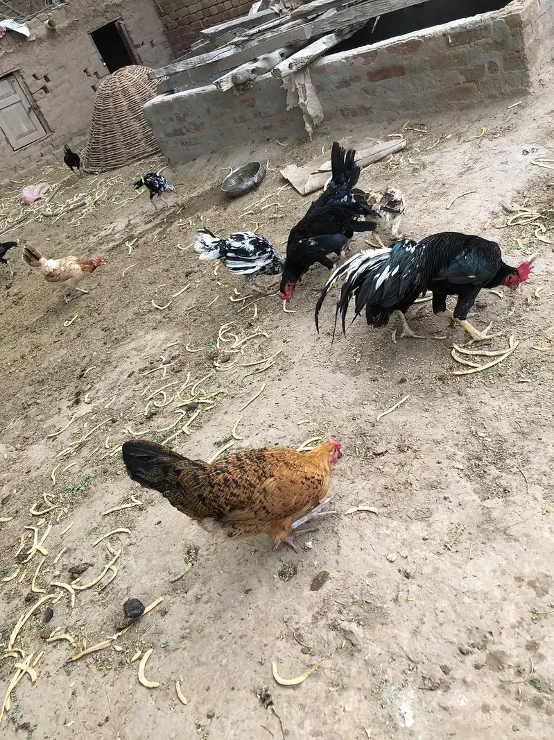 4 Desi murgian or 3 pure Aseel high quality wali murgian for sale — photo 5