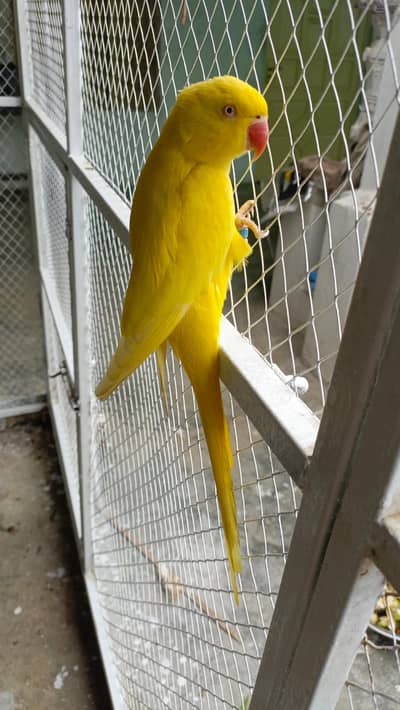 yellow ringneck breeder pair
