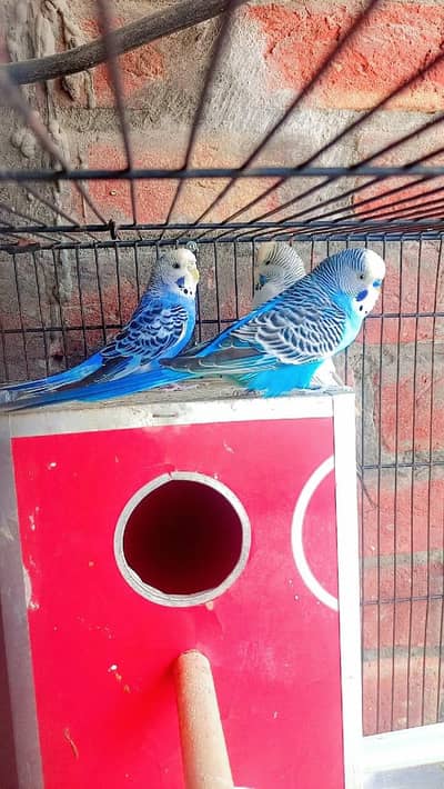 Breedar pair Aseel cross murga