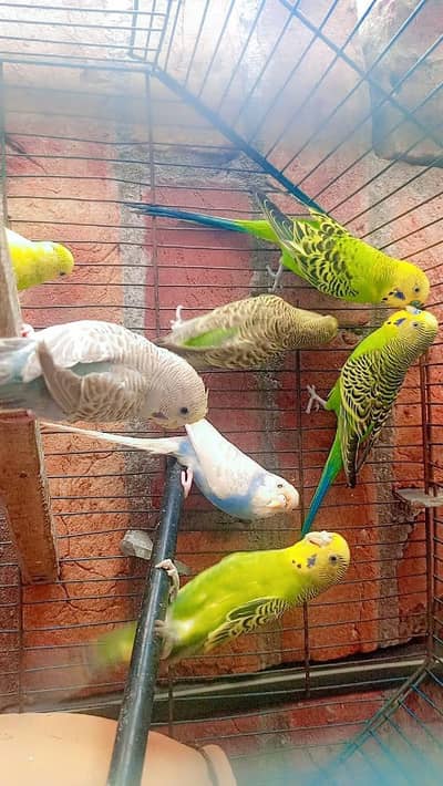 Breedar pair Aseel cross murga