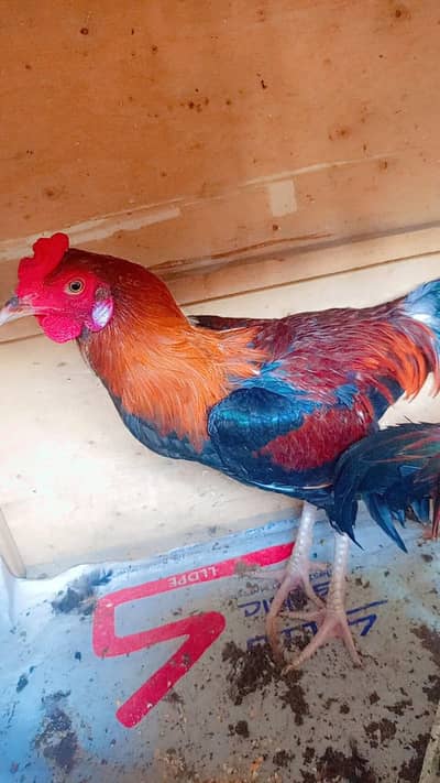 Breedar pair Aseel cross murga