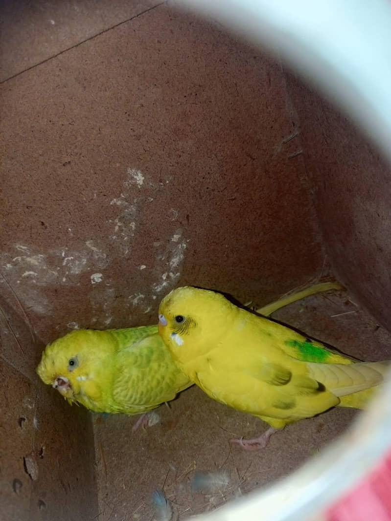 Breedar pair 1