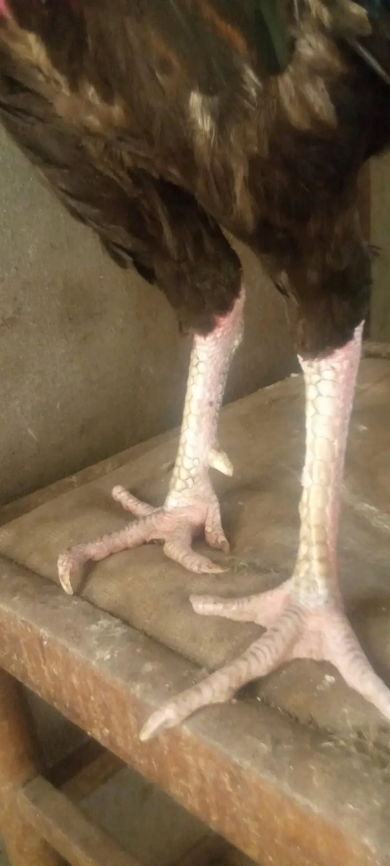 Top quality aseel murga breeding — photo 2