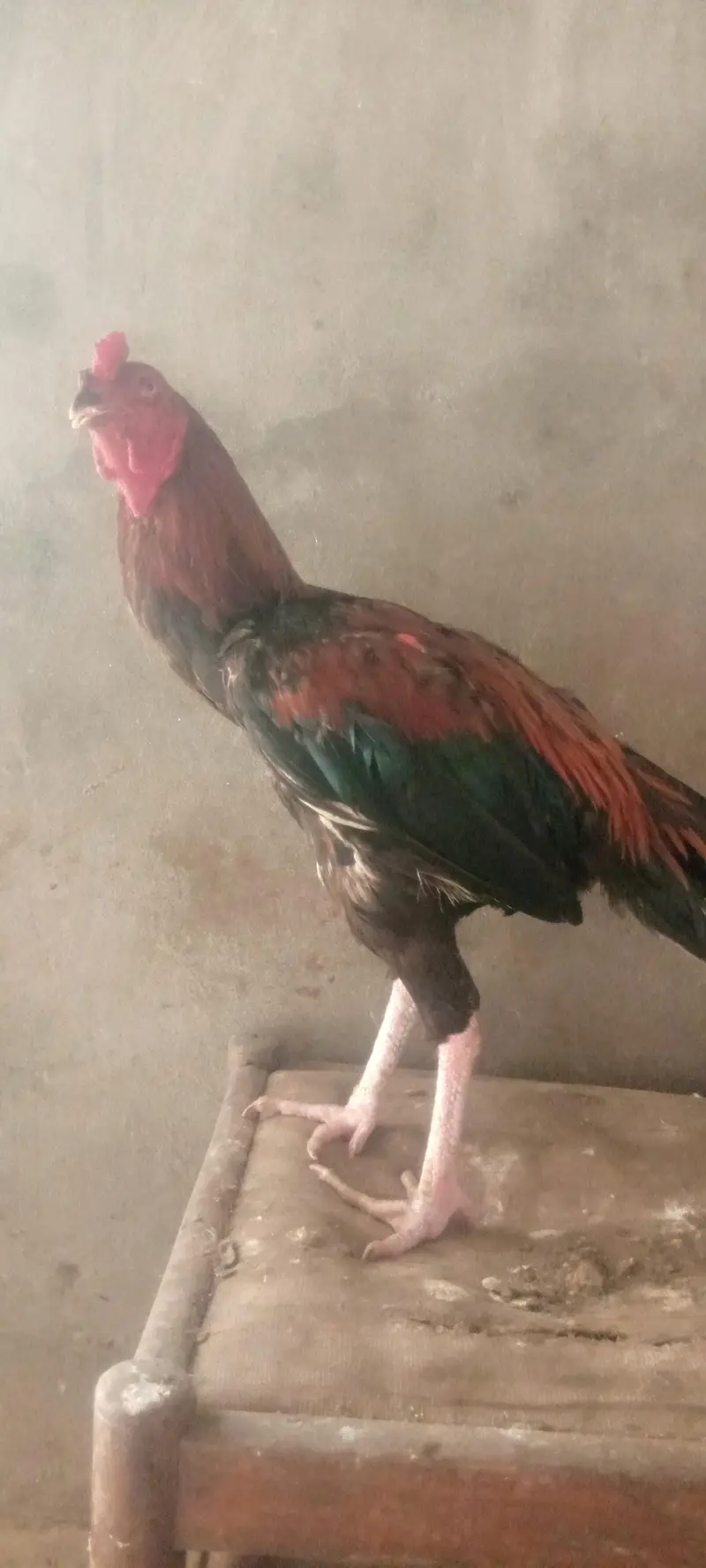 Top quality aseel murga breeding — photo 3