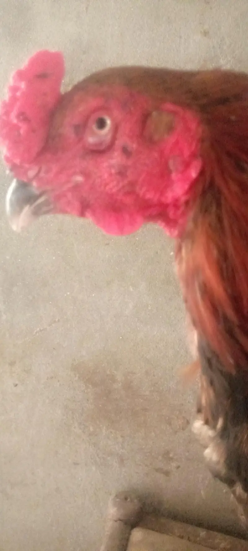 Top quality aseel murga breeding — photo 4