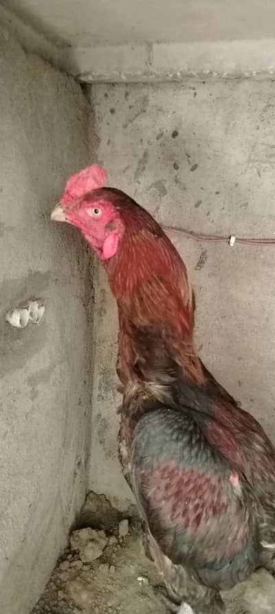 Aseel Male for sale