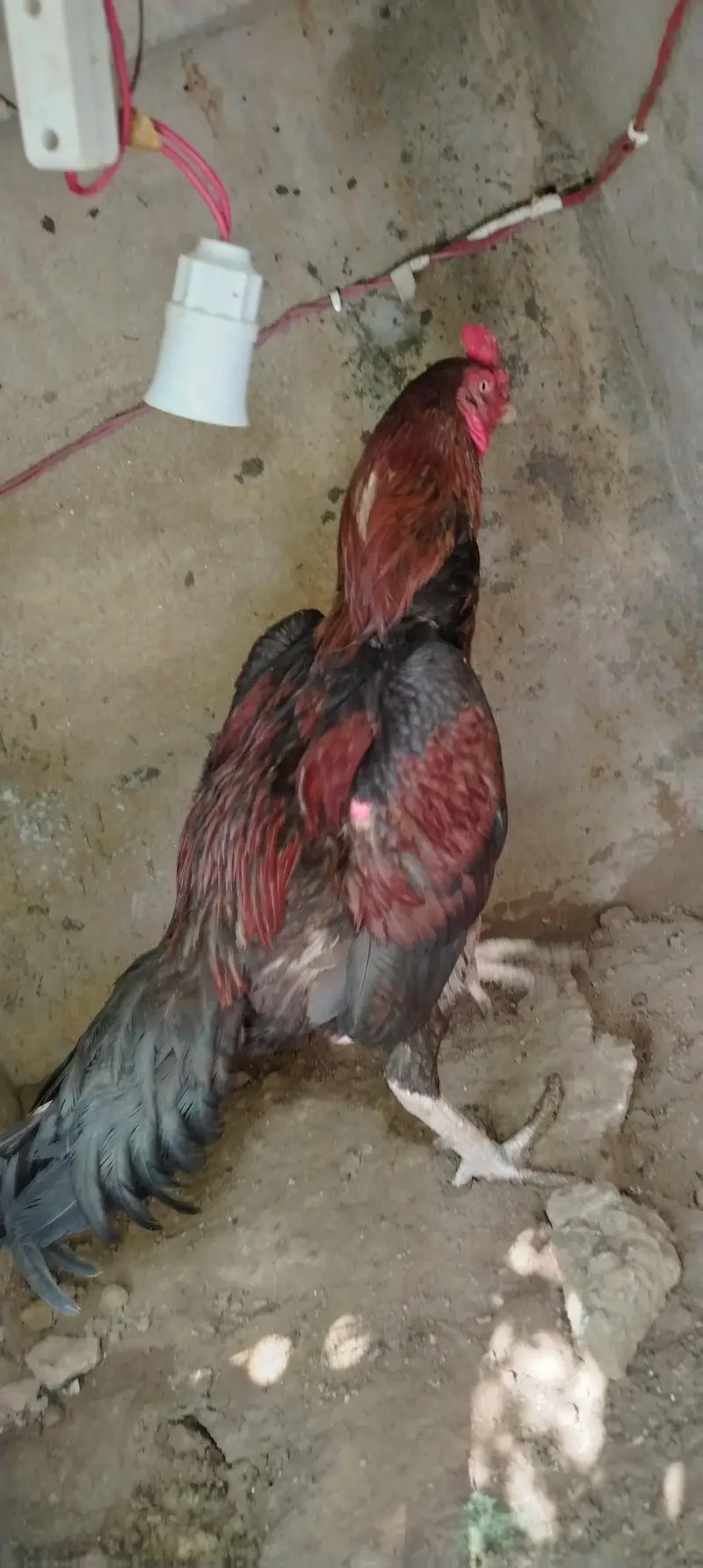 Aseel Male for sale — photo 3