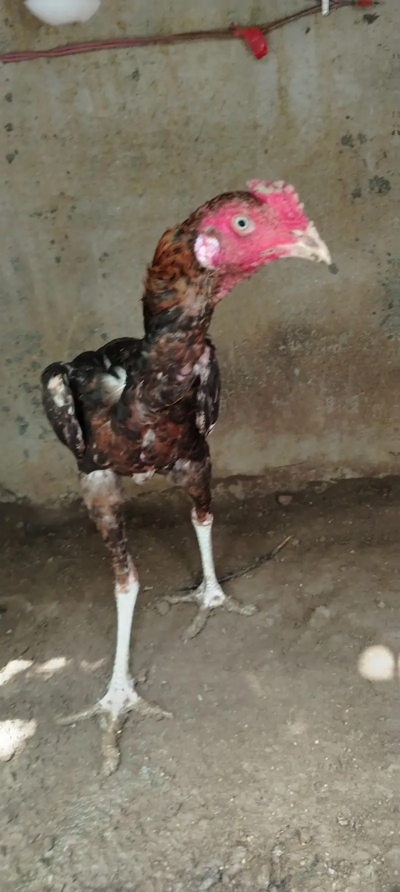 Aseel Male for sale — photo 4