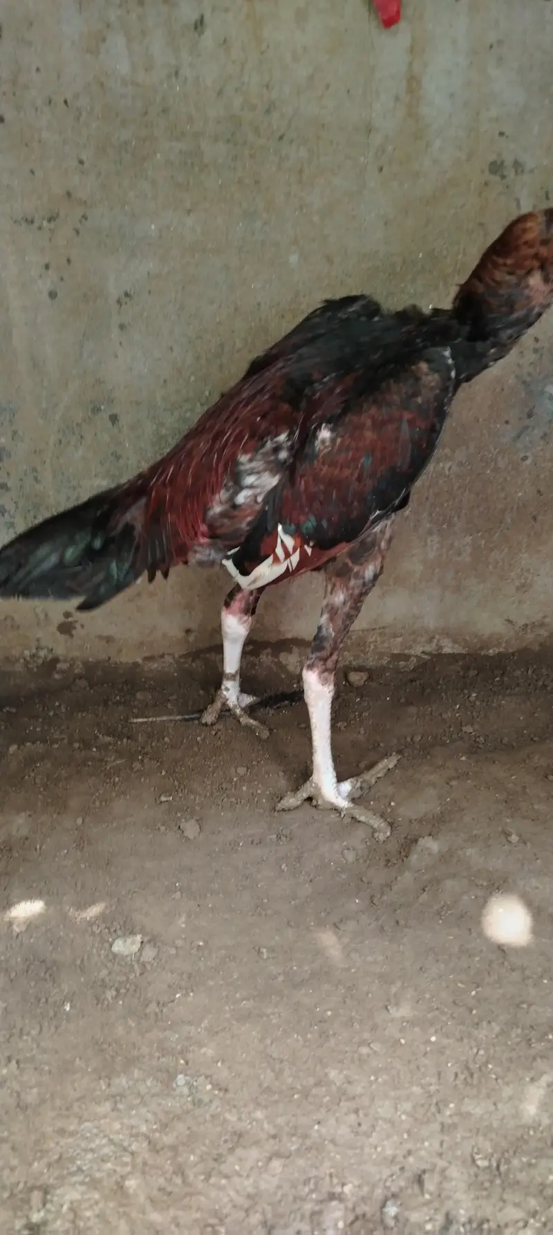 Aseel Male for sale — photo 5