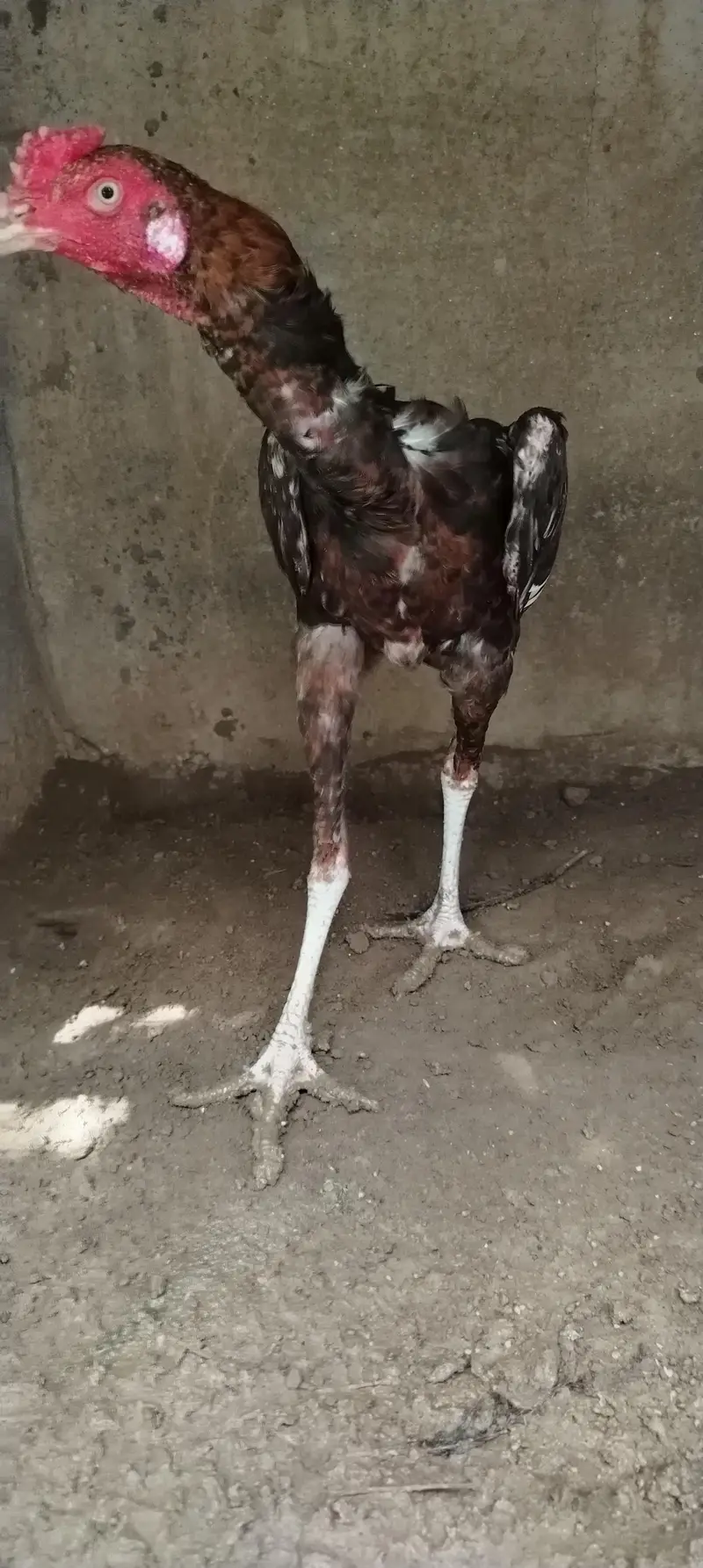 Aseel Male for sale — photo 6