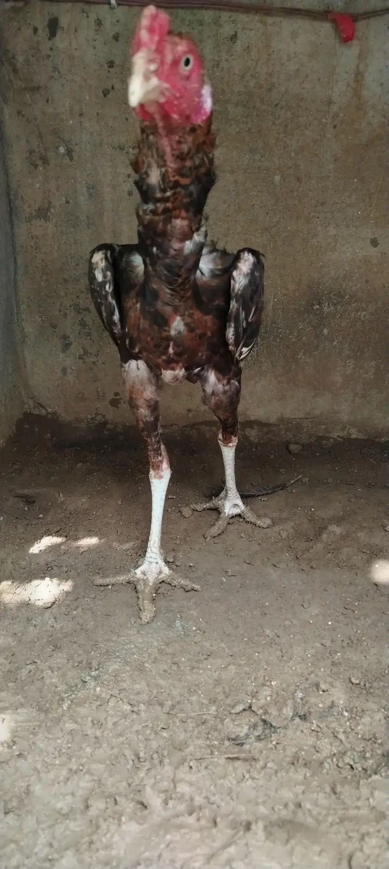 Aseel Male for sale — photo 7