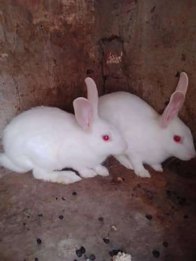 3 heavy weight red eyes 4500
