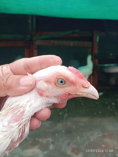 Heera Aseel | Chicks| Pure Heera Aseel | Aseel
