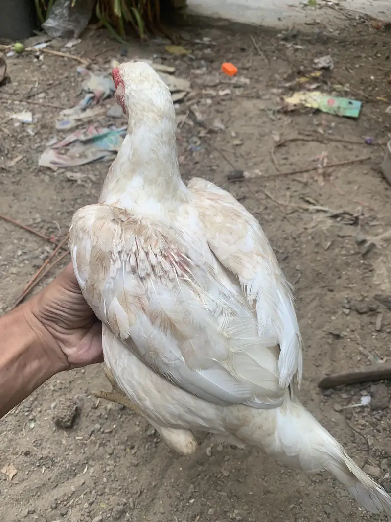 Adeel murgi for sale hai female hai — photo 2