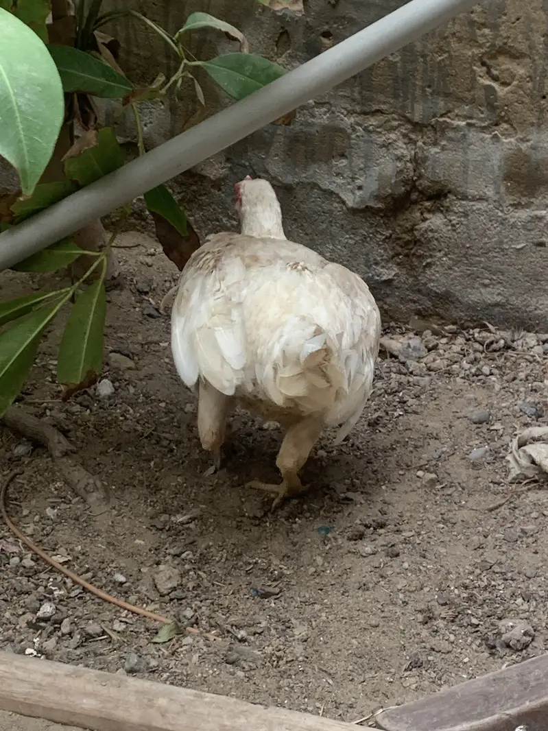 Adeel murgi for sale hai female hai — photo 5