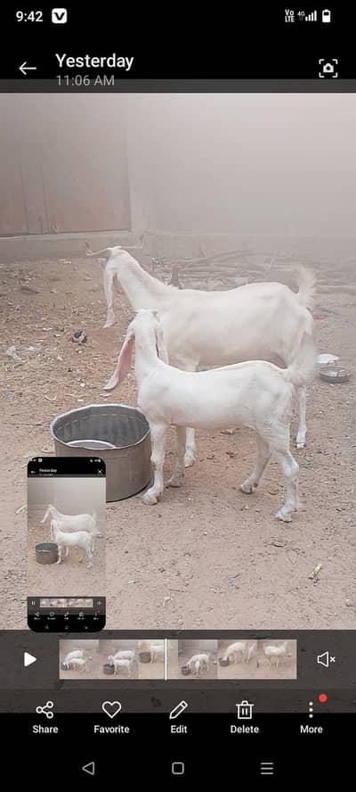 golabi bakri 1 feemel pat ha l