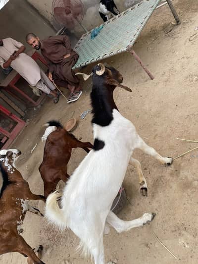 Teddi Gabban Bakri