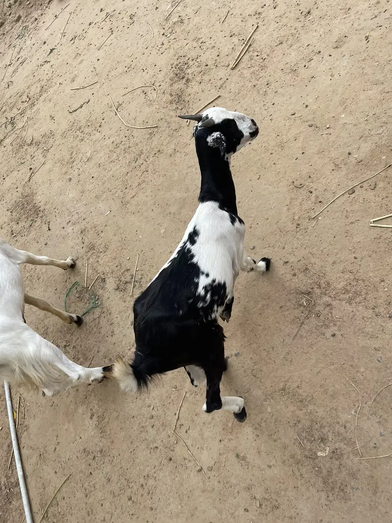 Teddi Gabban Bakri — photo 2