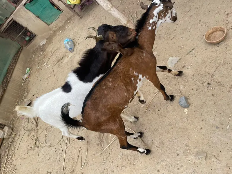 Teddi Gabban Bakri — photo 3