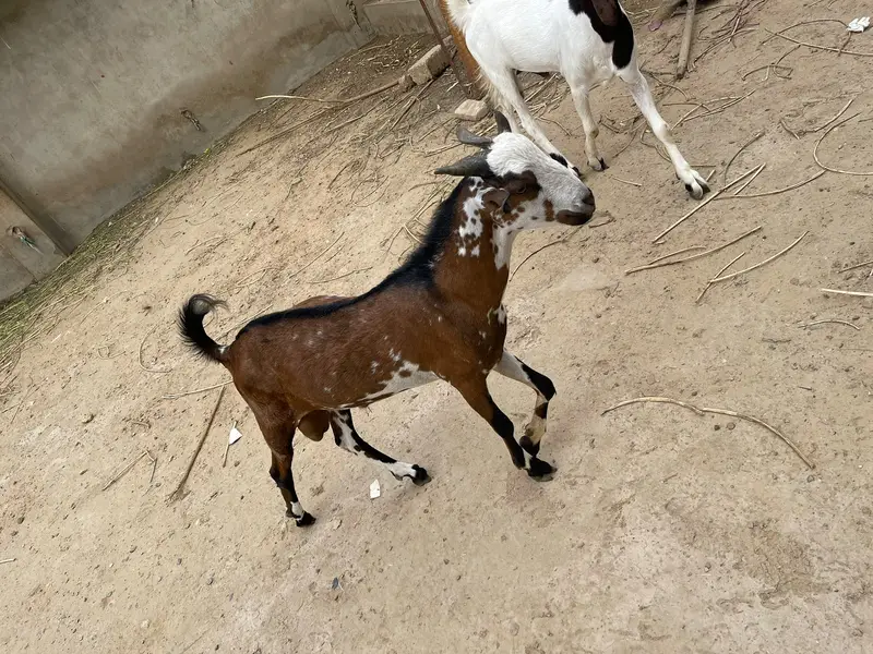 Teddi Gabban Bakri — photo 4