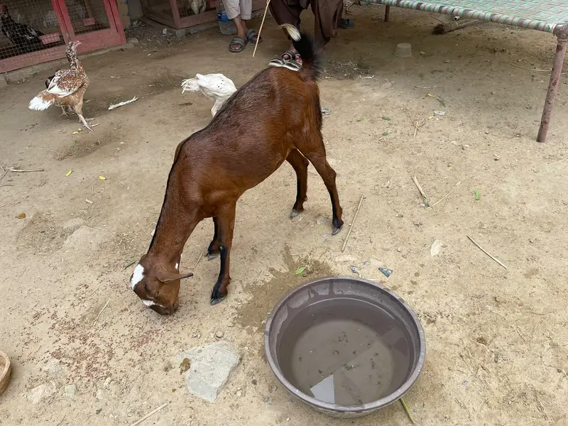 Teddi Gabban Bakri — photo 5