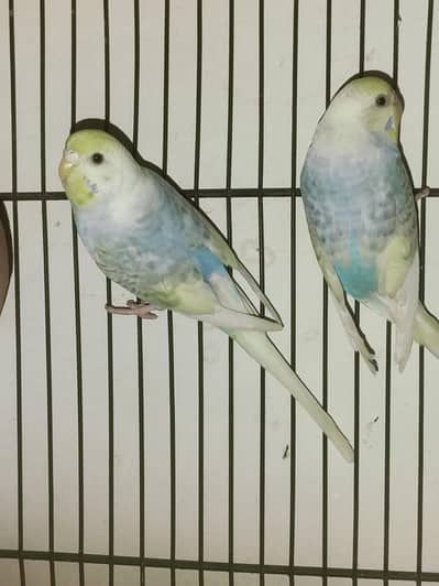 Rainbow Budgie Female