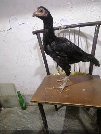 10 months healthy hen for sale