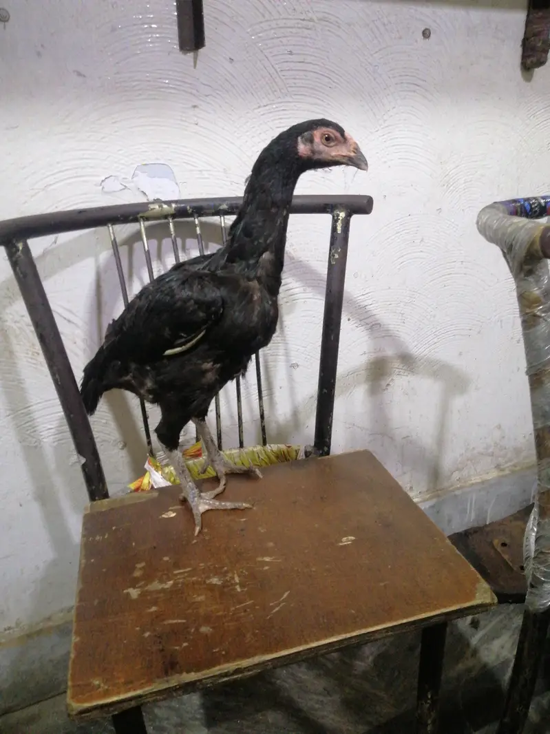 10 months healthy hen for sale — photo 2