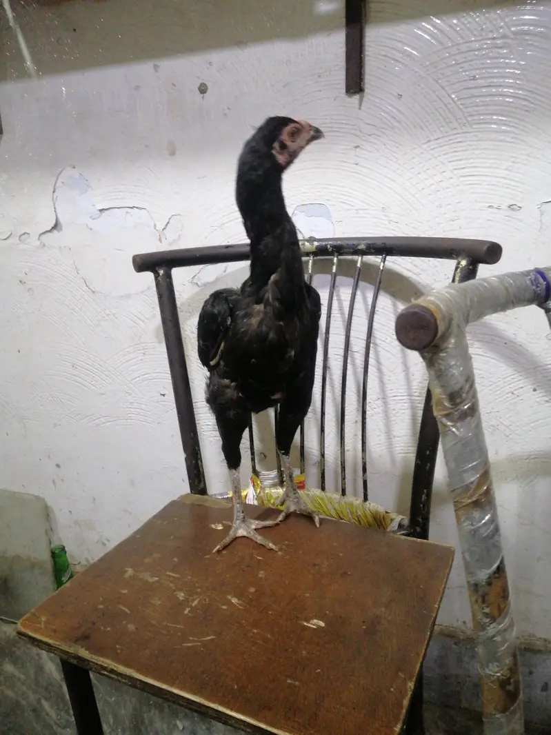 10 months healthy hen for sale — photo 3