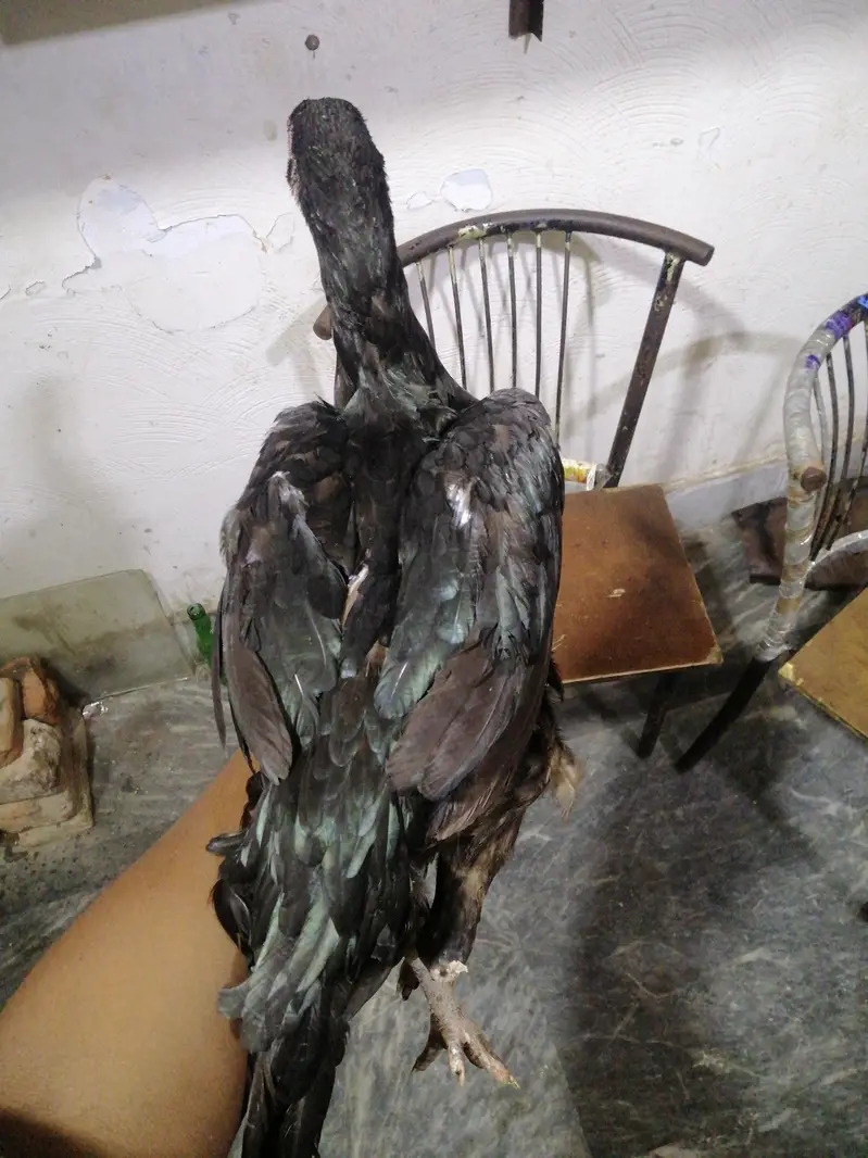 10 months healthy hen for sale — photo 5