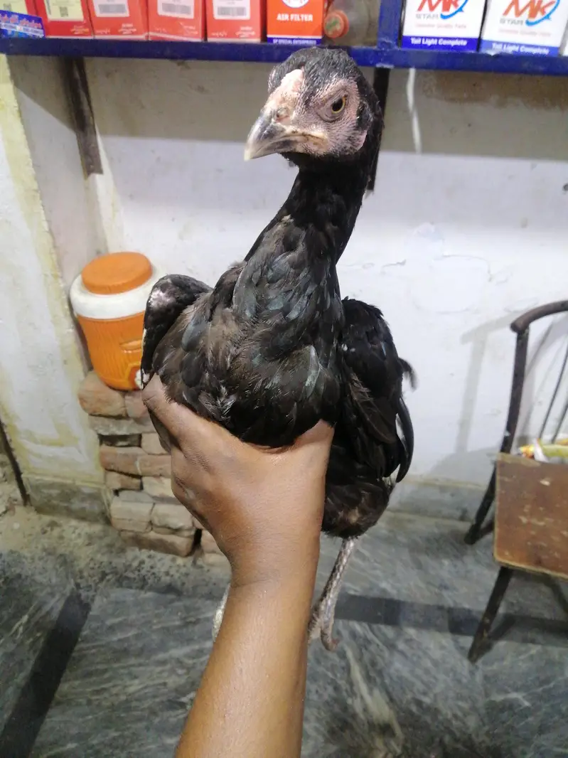 10 months healthy hen for sale — photo 6