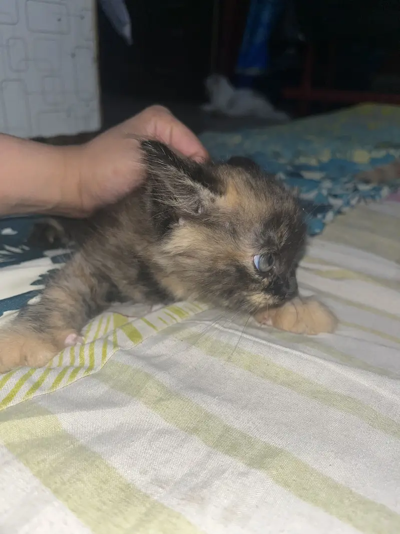 Cats for sale