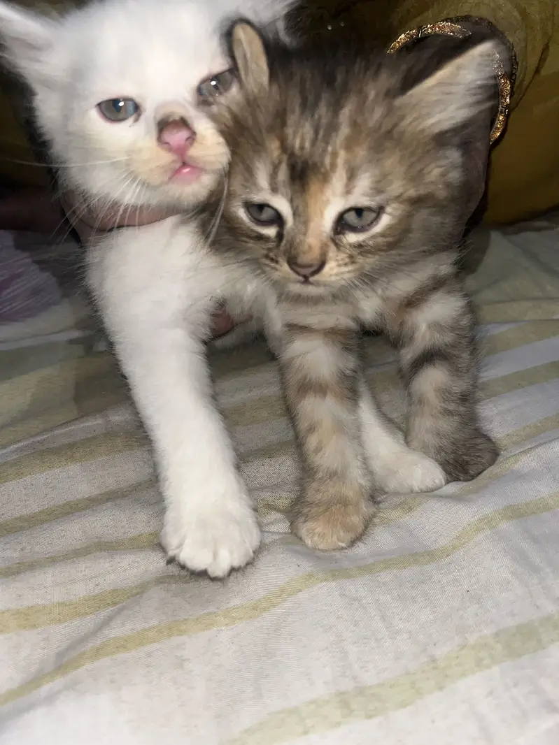 Cats for sale — photo 2