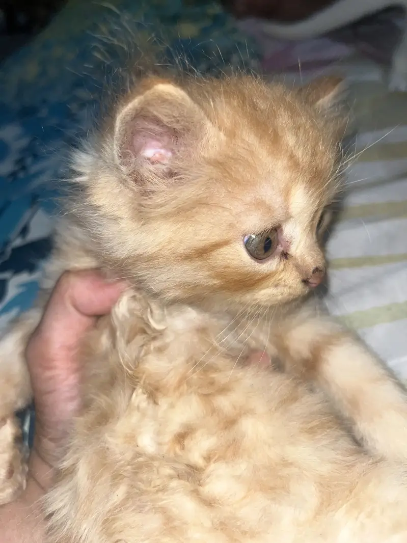 Cats for sale — photo 3