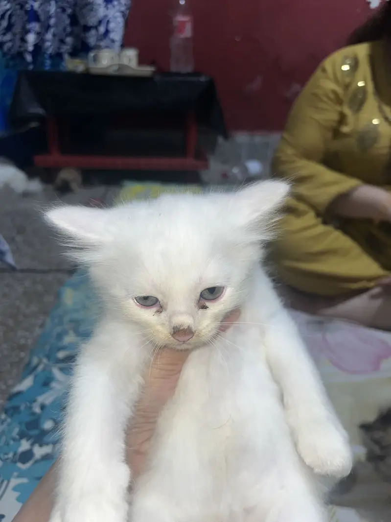 Cats for sale — photo 4