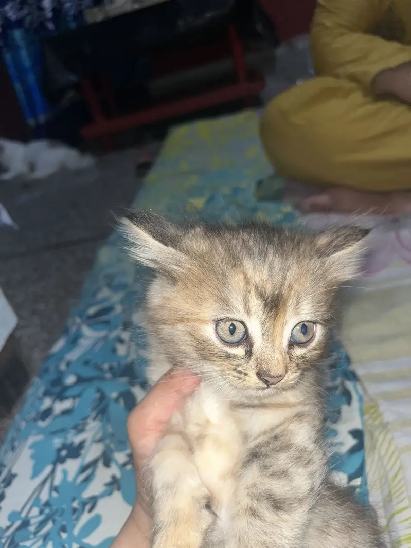 Cats for sale — photo 6