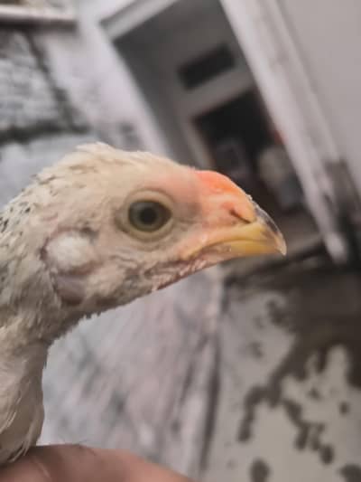parrot beak Color chick in best quality