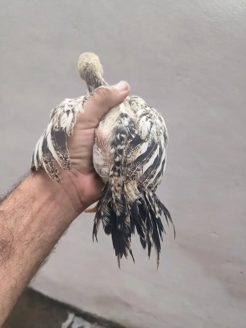parrot beak Color chick in best quality — photo 2