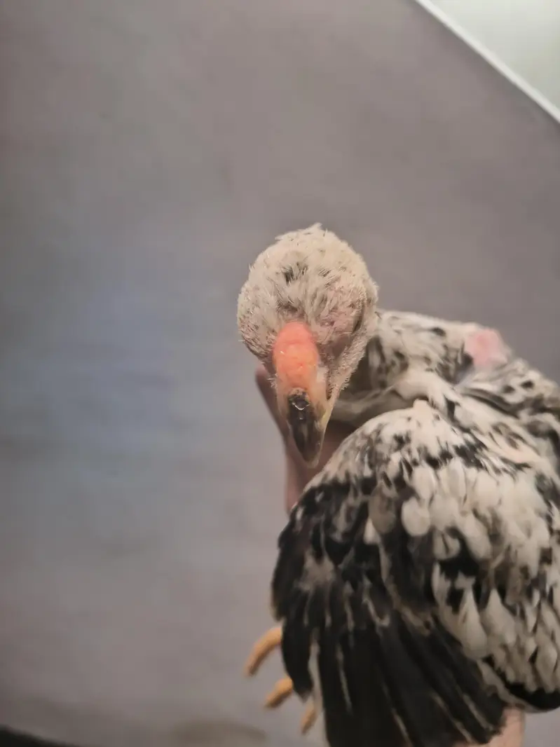 parrot beak Color chick in best quality — photo 3